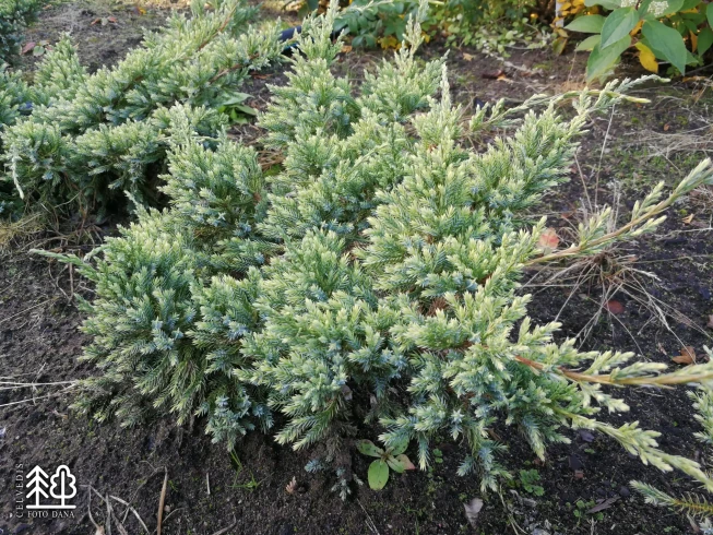 Juniperus squamata   'Holger'